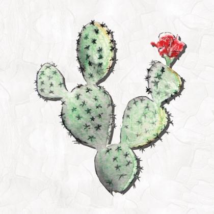 Picture of SOUTHWESTERN CACTI