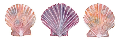 Picture of PEACHY SCALLOPS
