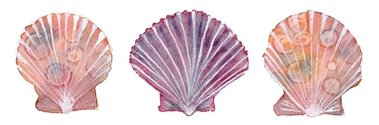 Picture of PEACHY SCALLOPS