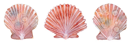 Picture of PEACHY SCALLOPS 2