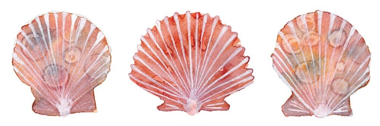 Picture of PEACHY SCALLOPS 2