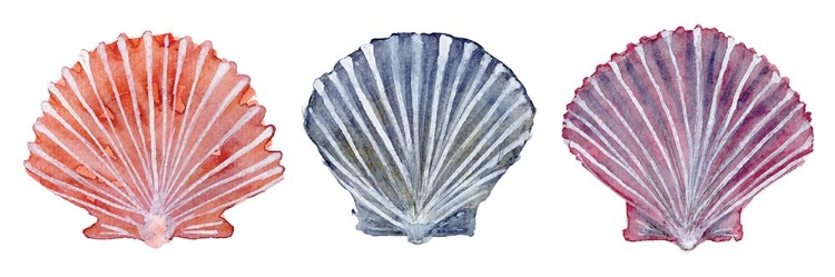 Picture of PEACHY SCALLOPS 3