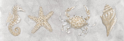 Picture of DRAWING SEAHORSE CRAB STAR SHELL