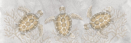 Picture of DRAWING TURTLES