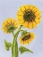 Picture of SUNFLOWER TRIO 1