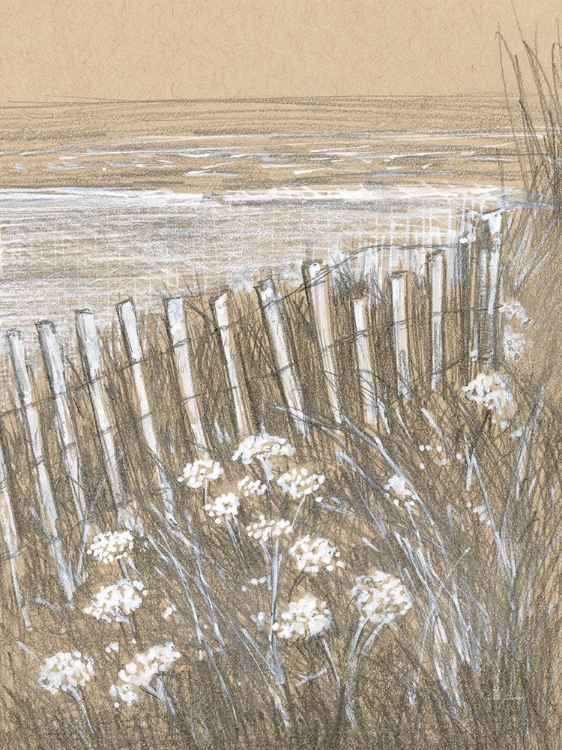 Picture of QUEEN ANNE LACE
