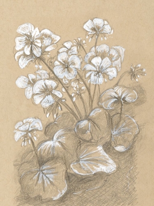 Picture of GERANIUMS