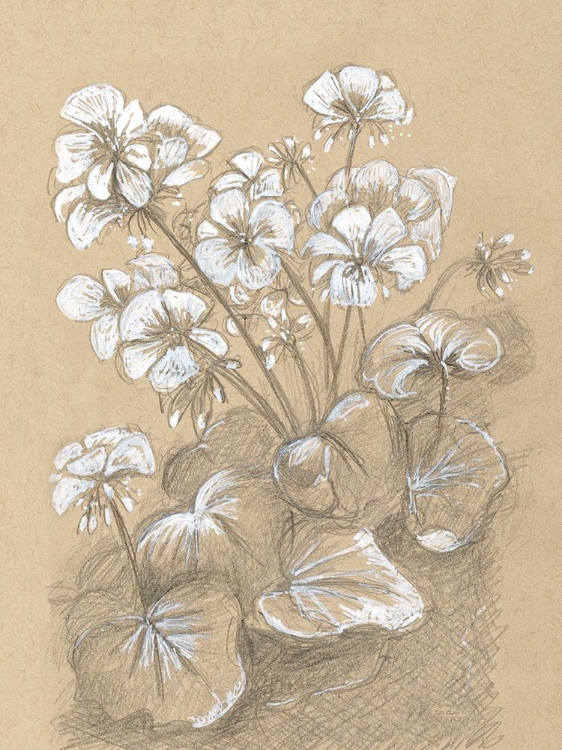 Picture of GERANIUMS