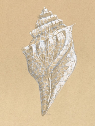 Picture of DRAWING CONCH