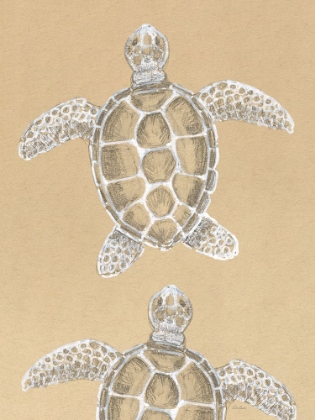 Picture of DRAWING TURTLES