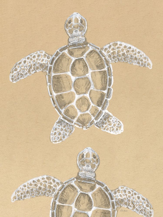Picture of DRAWING TURTLES