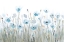 Picture of DUSTY BLUE PINK POPPY 3