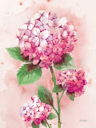 Picture of HYDRANGEA PINK 1
