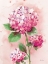 Picture of HYDRANGEA PINK 1