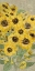 Picture of TALL SUNFLOWERS