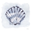 Picture of BLUE WHITE SCALLOP