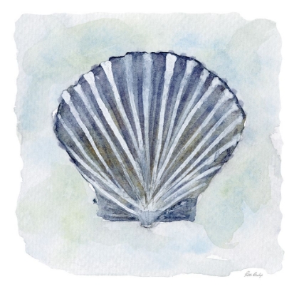 Picture of BLUE SCALLOP 2
