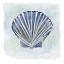 Picture of BLUE SCALLOP 2