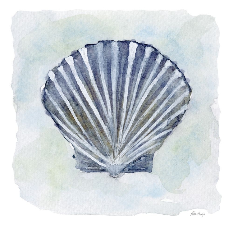 Picture of BLUE SCALLOP 2