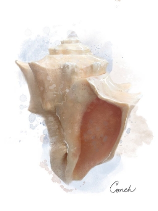 Picture of HONEYBLOOM COASTAL SHELL CONCH
