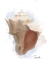 Picture of HONEYBLOOM COASTAL SHELL CONCH