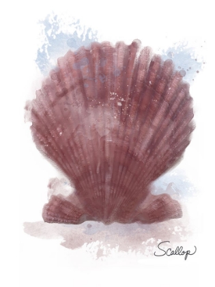 Picture of HONEYBLOOM COASTAL SHELL SCALLOP