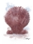 Picture of HONEYBLOOM COASTAL SHELL SCALLOP