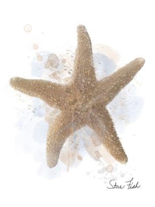 Picture of HONEYBLOOM COASTAL SHELL STARFISH