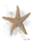 Picture of HONEYBLOOM COASTAL SHELL STARFISH