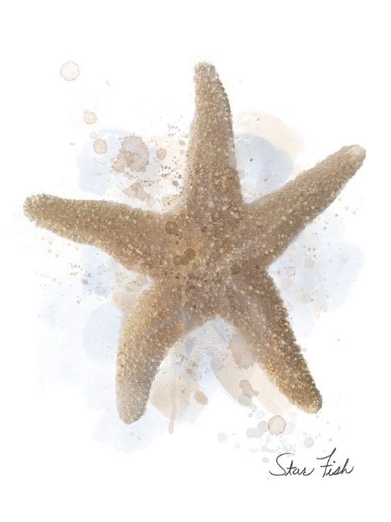 Picture of HONEYBLOOM COASTAL SHELL STARFISH