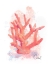 Picture of HONEYBLOOM COASTAL CORAL