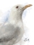 Picture of HONEYBLOOM COASTAL SEAGULL