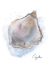 Picture of HONEYBLOOM COASTAL SEAFOOD OYSTER