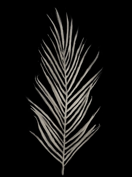 Picture of BOTANICAL DATE PALM BLACK