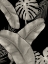 Picture of BOTANICAL FRONDS BLACK