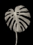 Picture of BOTANICAL LEAF BLACK