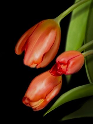 Picture of FLORAL MOODY TULIPS 1