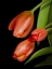 Picture of FLORAL MOODY TULIPS 1