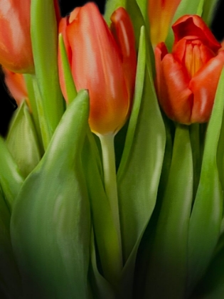 Picture of FLORAL MOODY TULIPS 2
