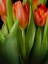 Picture of FLORAL MOODY TULIPS 2