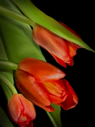 Picture of FLORAL MOODY TULIPS 3