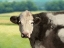 Picture of FARM GREEN LANDSCAPE COW