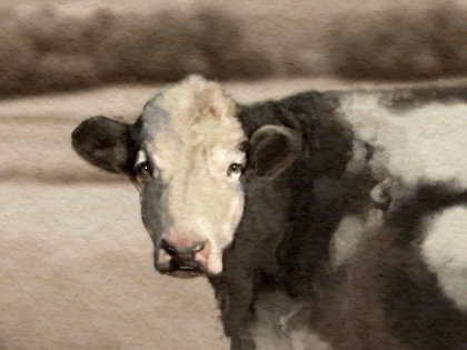 Picture of FARM MONOCHROMATIC LANDSCAPE COW
