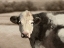 Picture of FARM MONOCHROMATIC LANDSCAPE COW