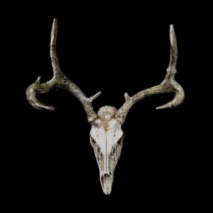 Picture of DEER SKULL BLACK