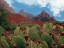 Picture of CACTUS IN THE MOUNTAINS