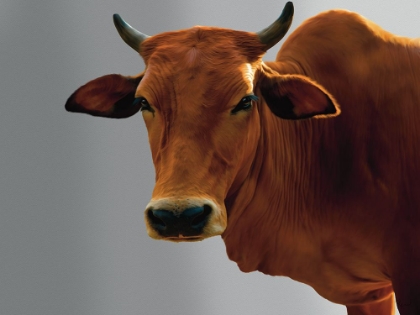 Picture of IVE GOT MY EYE ON YOU COW