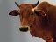 Picture of IVE GOT MY EYE ON YOU COW