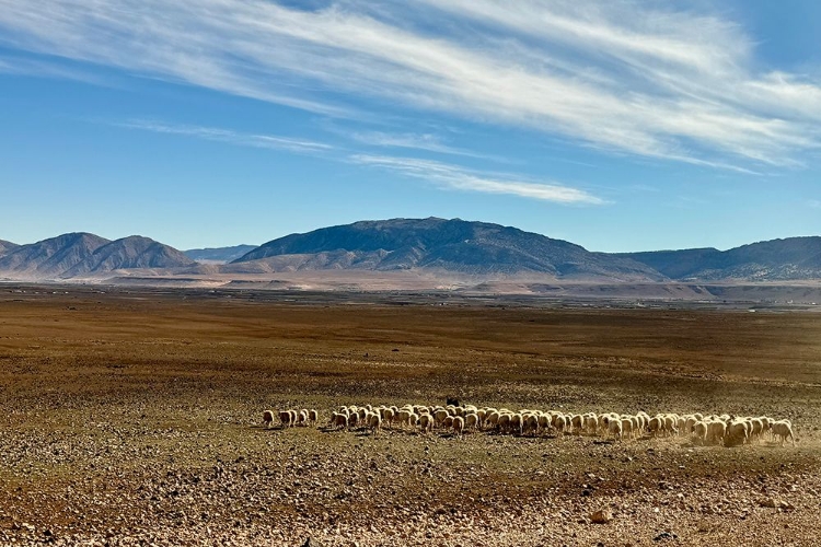 Picture of GRAZING SHEEP