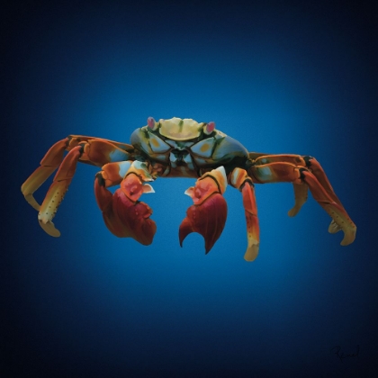 Picture of CRAB
